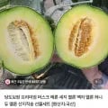 머스크 멜론 2입 3.2~3.6kg