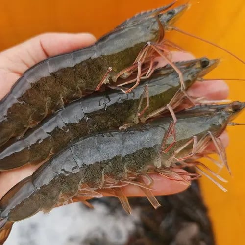 활 흰다리새우 1kg 25~28미
