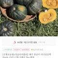 못난이 미니단호박 2kg