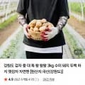 강원도 햇감자 왕왕사이즈 3kg