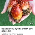 동해안 활멍게 3kg
