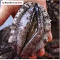 완도 활전복 9-10미