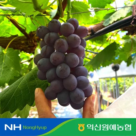 고당도 썸머블랙 포도 1.7kg 3-5수