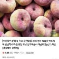 경북 영천 거반도 납작 복숭아 1kg