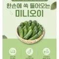 미니오이 1kg