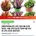 식물 42종