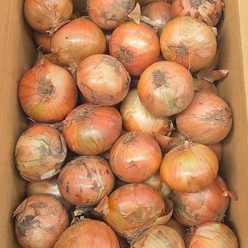 무안양파 중대 5kg