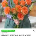 장미생화 16~20송이