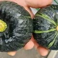 미니 밤호박 1kg