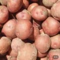 국내산 한입 홍감자 수미 1kg