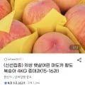 의성 마도카 황도복숭아 4kg 중대과