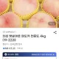 의성 햇살어린 마도카 천중도 4kg