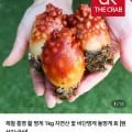 활멍게 5kg
