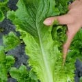 논산 청상추 아삭이 4kg