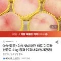 의성 백도 4kg 중과 19과내외