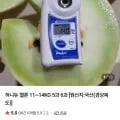 허니듀 멜론 5과~6과 11~14kg
