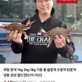 활꽃게 3kg
