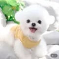 강아지옷 크루넥 와플 티셔츠