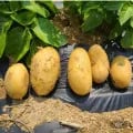 골든 에그 감자 5kg