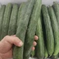 국산 취청오이 특상품 2kg
