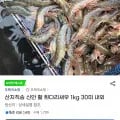 흰다리새우 1kg 30미 내외