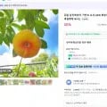 유럽 납작복숭아 거반도 왕특대과 1kg 4~5과 24,900원