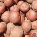 국내산 홍감자 2kg