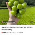 샤인머스켓 1kg 2-3수