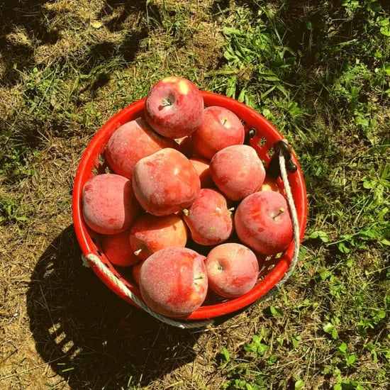 홍로사과 가정용 2kg 중소과