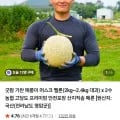 농협 고당도 프리미엄 멜론 대과 2수