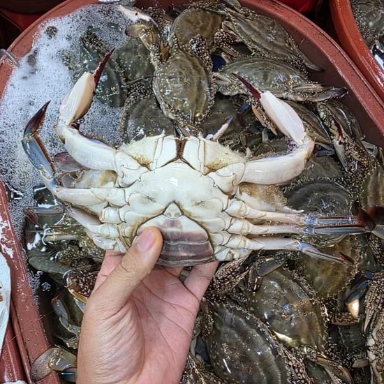 암수혼합 활 꽃게 3kg 빙장포장