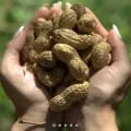 국내산 25년 햇 피땅콩 1kg
