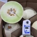 킹오더웨스트 허니듀 멜론 11~14kg 5과