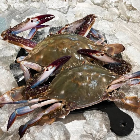 국내산 활 숫꽃게 15.96kg