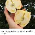 홍로 햇사과 흠과 3kg 소과 14-17과