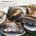 완도 활전복 9-11미