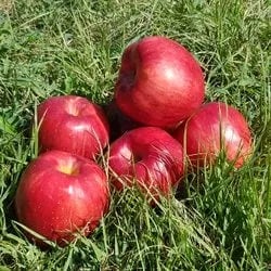 홍로 사과 5kg (4과내)