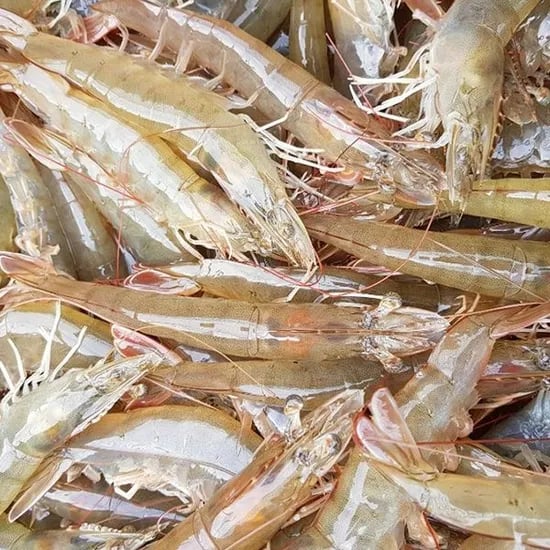 25년 제철 서해안 숫꽃게 3kg 9~15미