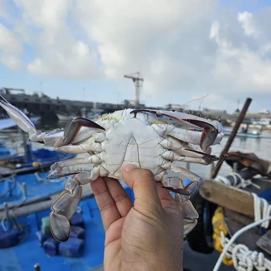 당일조업 활 숫꽃게 3kg 빙장포장 (kg당 3-5미)