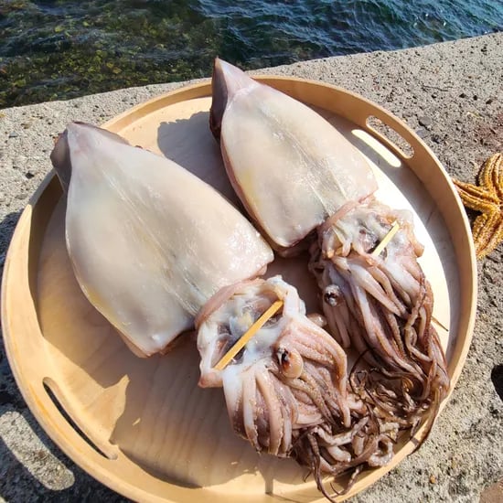 동해안 국내가공 반건조 오징어 소소 10마리 (500~600g)