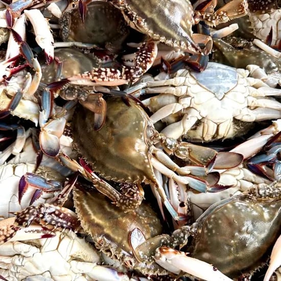 활 숫꽃게 1kg