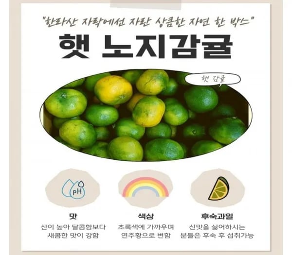 제주 노지감귤 4.5kg 중대과