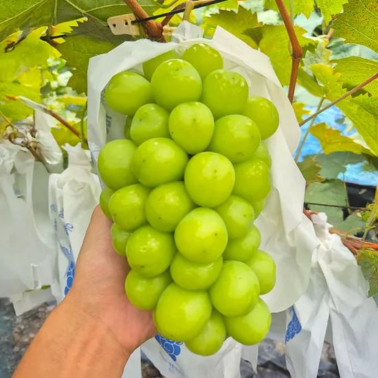 프리미엄 수출용 고당도 샤인머스켓 1+1 총 2kg