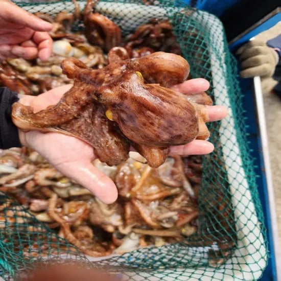 활 돌문어 1kg 1-4미