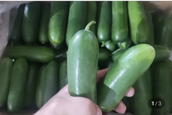 미니오이 1kg