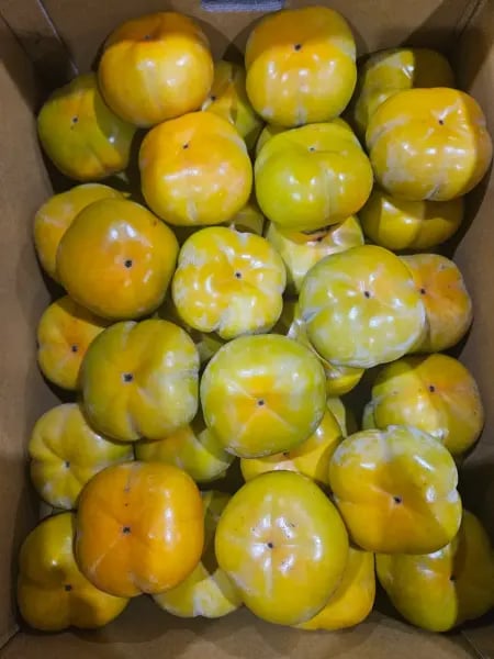차량단감 정품 중과 5kg
