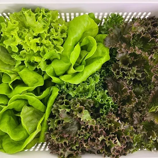 유러피안 샐러드채소 1kg
