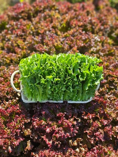 청상추 1kg