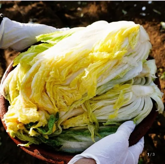 해남 절임배추 0kg