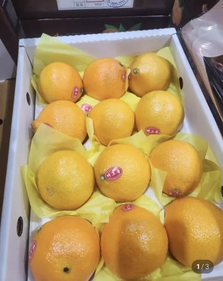 황금향 2-15과 3kg